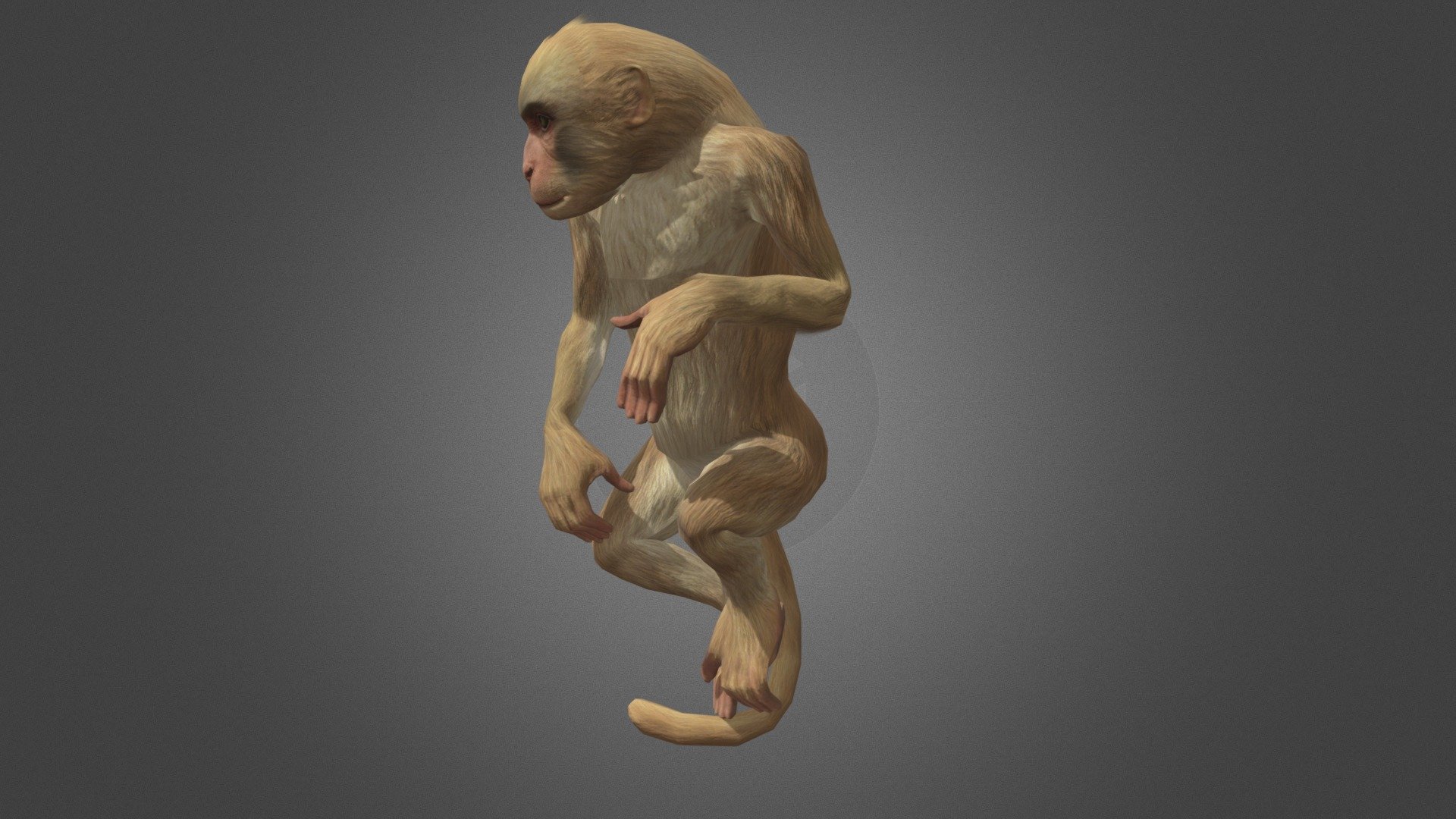 Monkey- Free 3d model