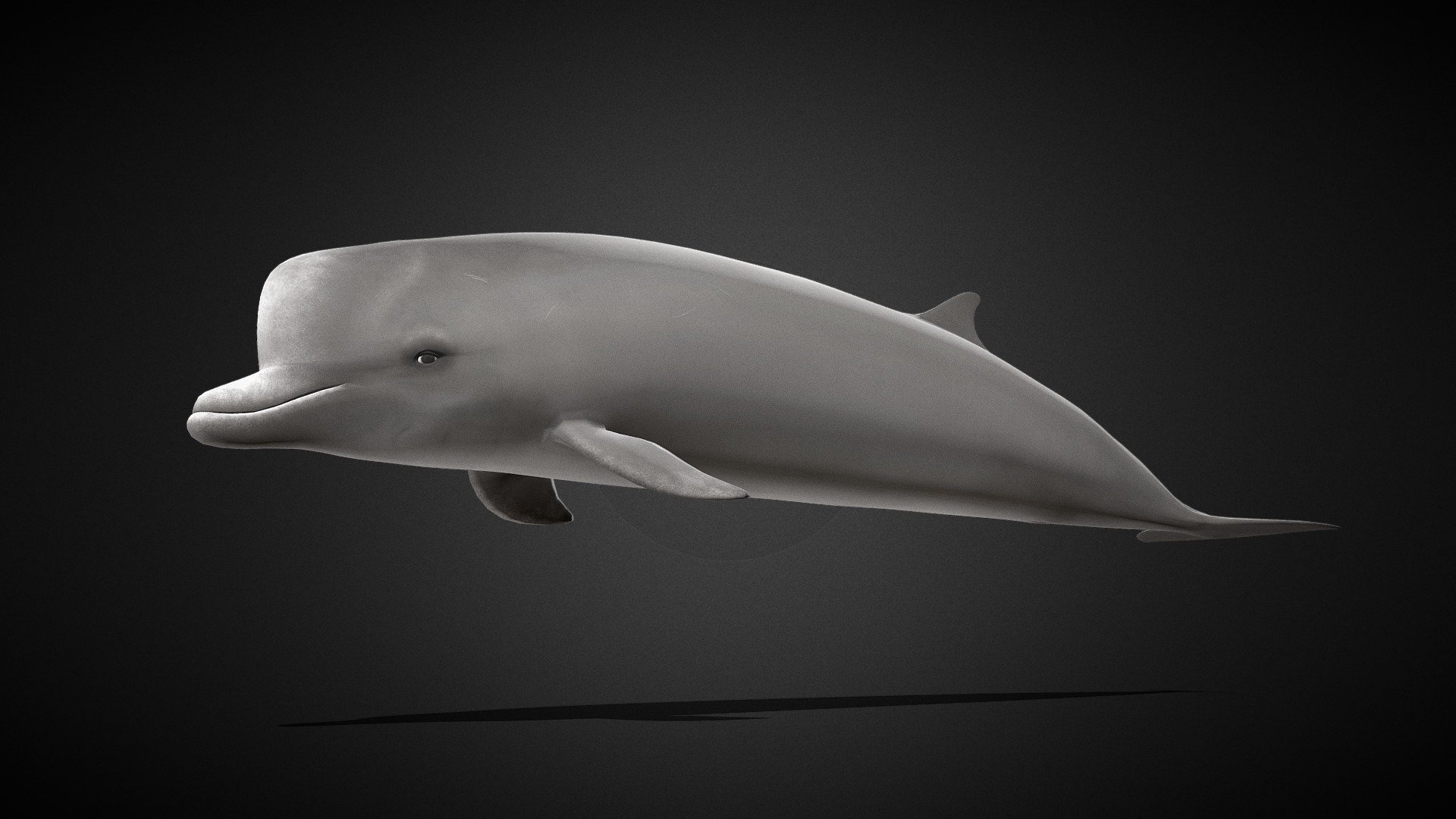 Nebbhval (Hyperoodon Ampullatus) 3d model