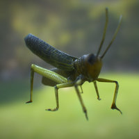 Low Poly Grasshopper ( Animated 3D Asset )