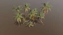 Coconut Palm Pack