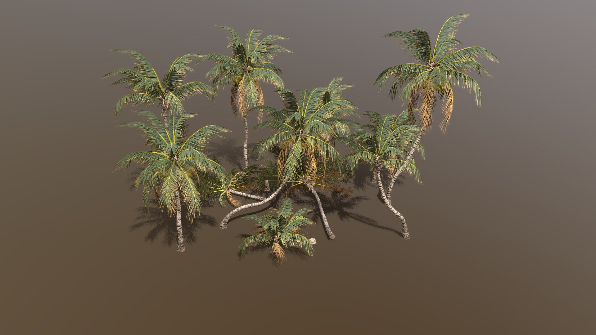 Coconut Palm Pack 3d model