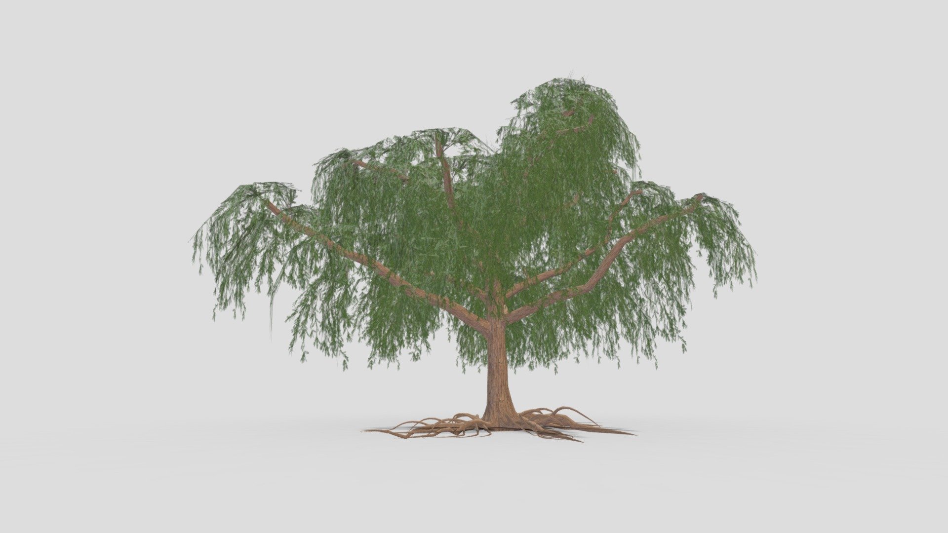 Prosopis Tree- 06 3d model