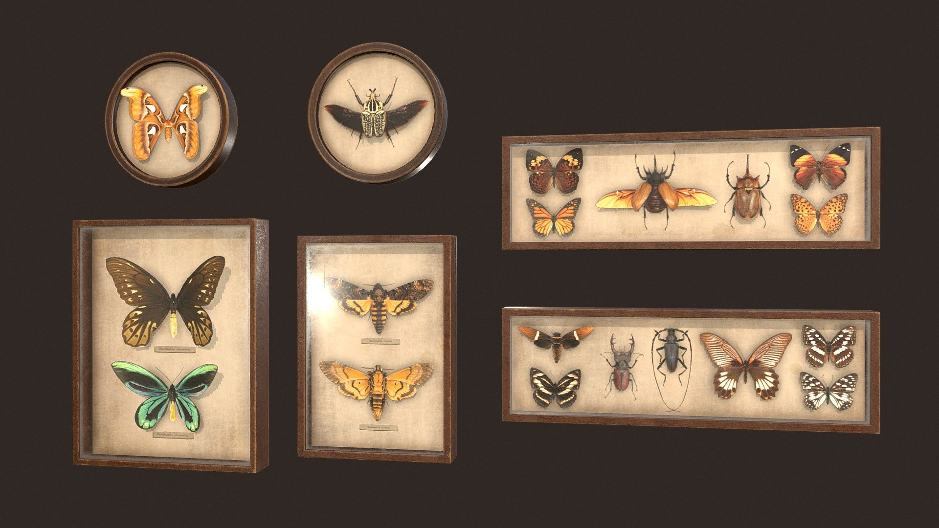 Entomological pictures 3d model