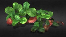 Strawberry leaves