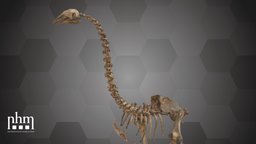 Eastern Moa (NHMW-Geo 2021/0008/0001)