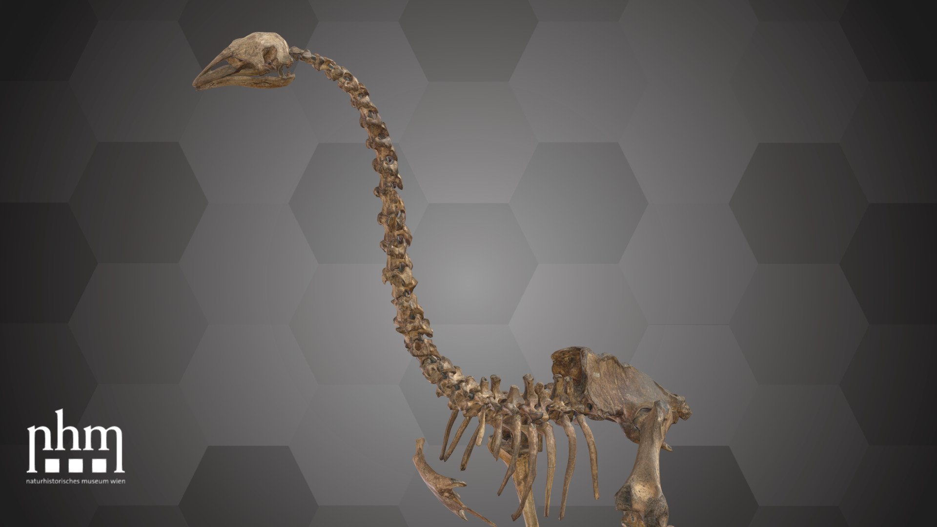 Eastern Moa (NHMW-Geo 2021/0008/0001) 3d model