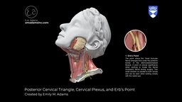 Posterior Cervical Triangle and Erbs Point