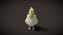 Cartoon Parrot Bird 3D Model