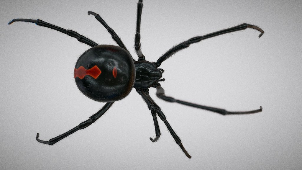 Black widow spider 3d model