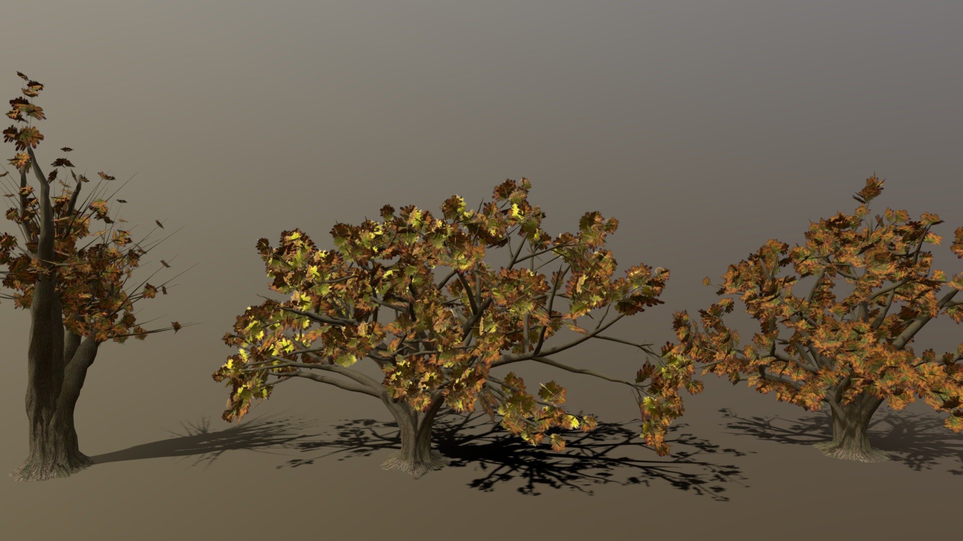 Oak Tree Variants 3d model