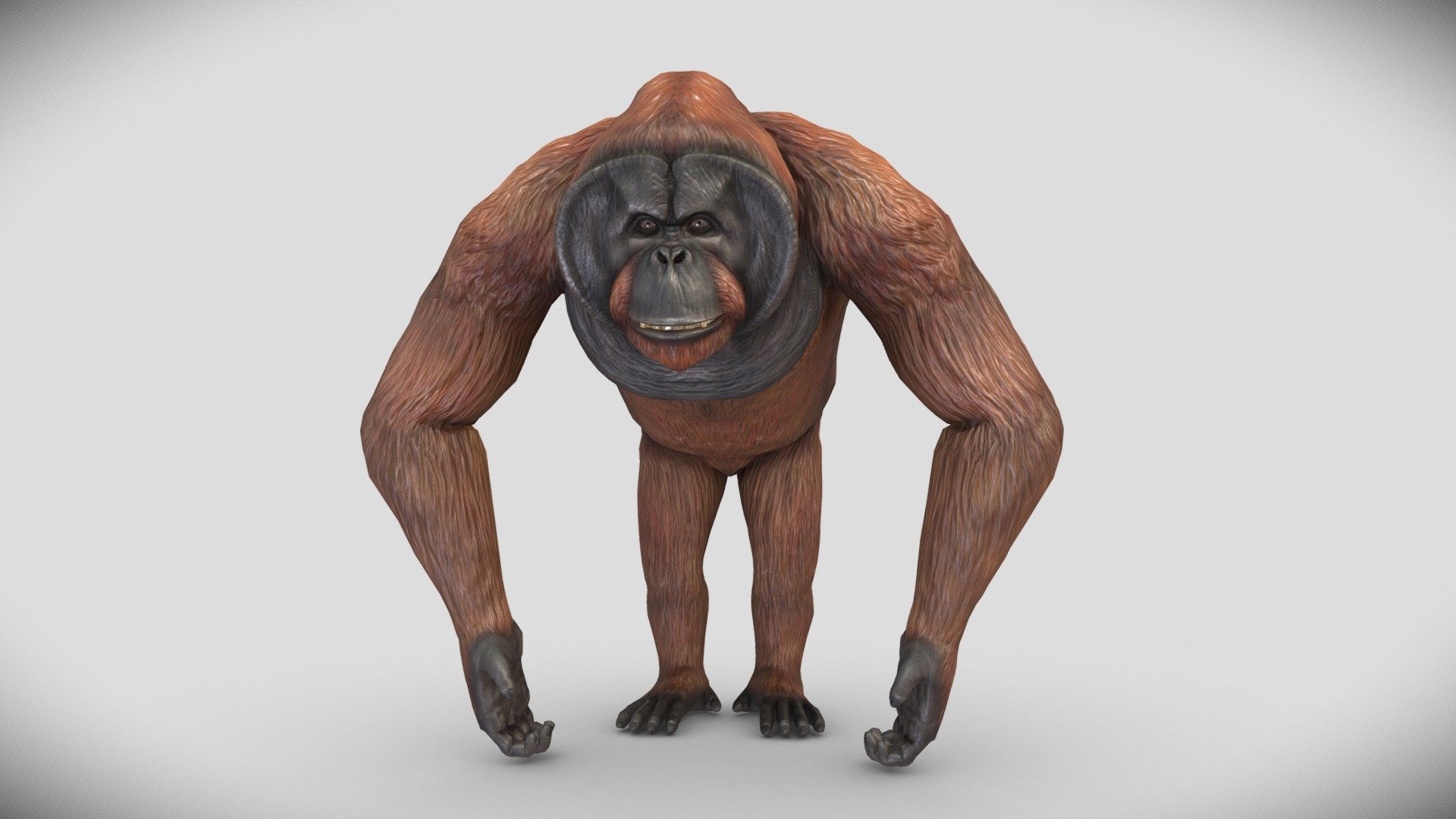 Male Orangutan 3d model