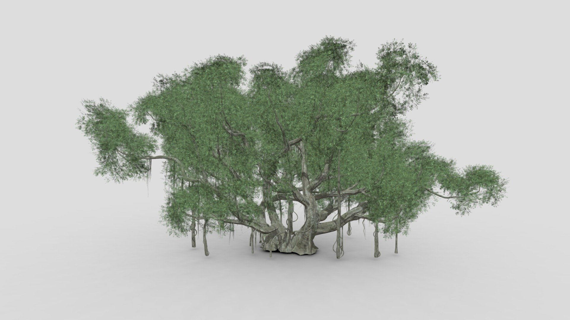 Chinese Banyan Tree-S3 3d model