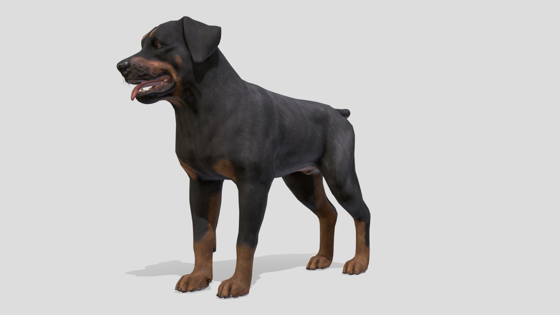 Dog 3d model