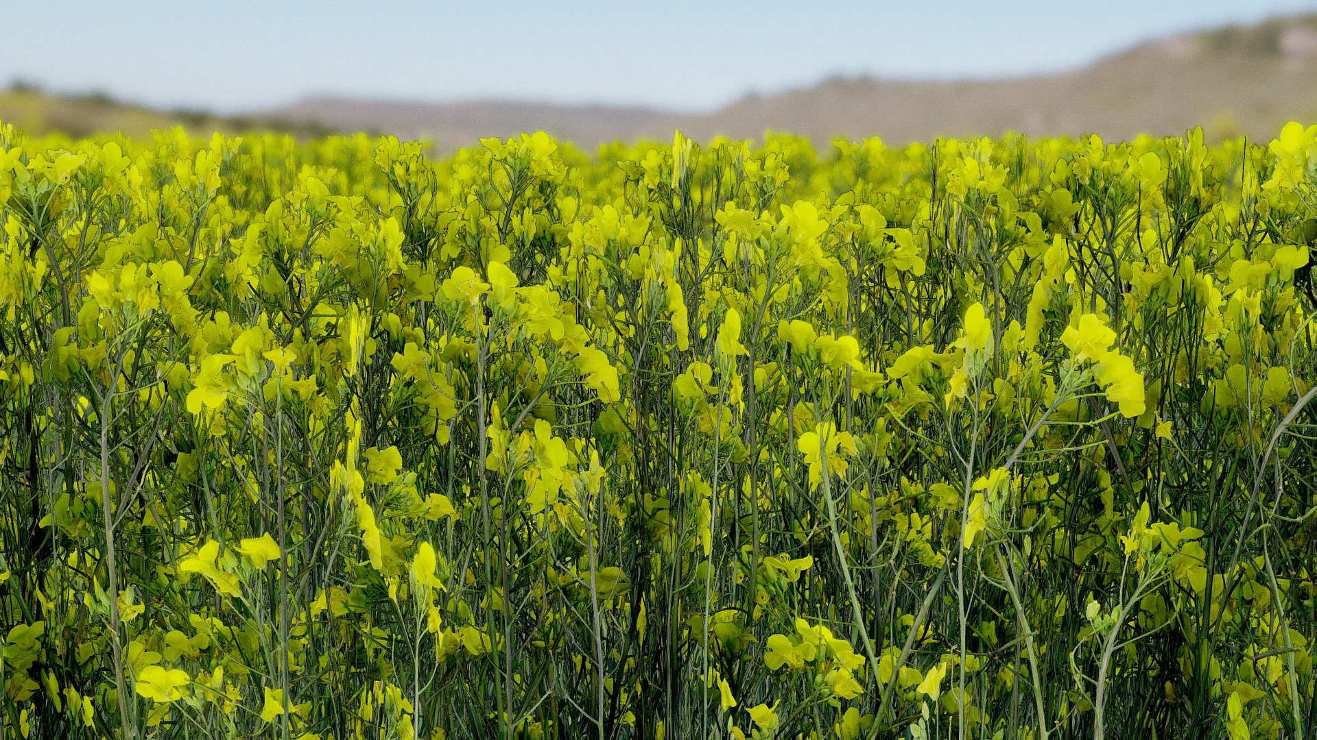 rapeseed 3d model