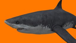 megalodon