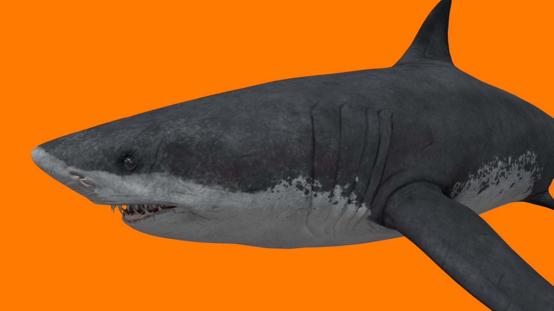 megalodon 3d model