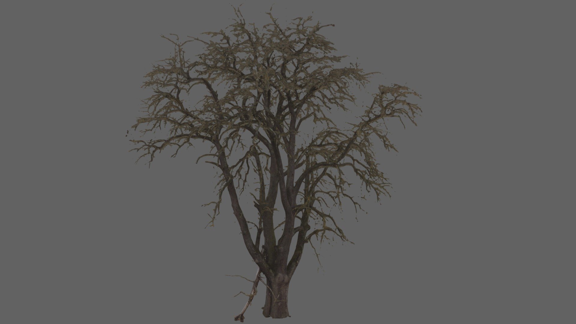 pear tree mesh photoscan 3d model