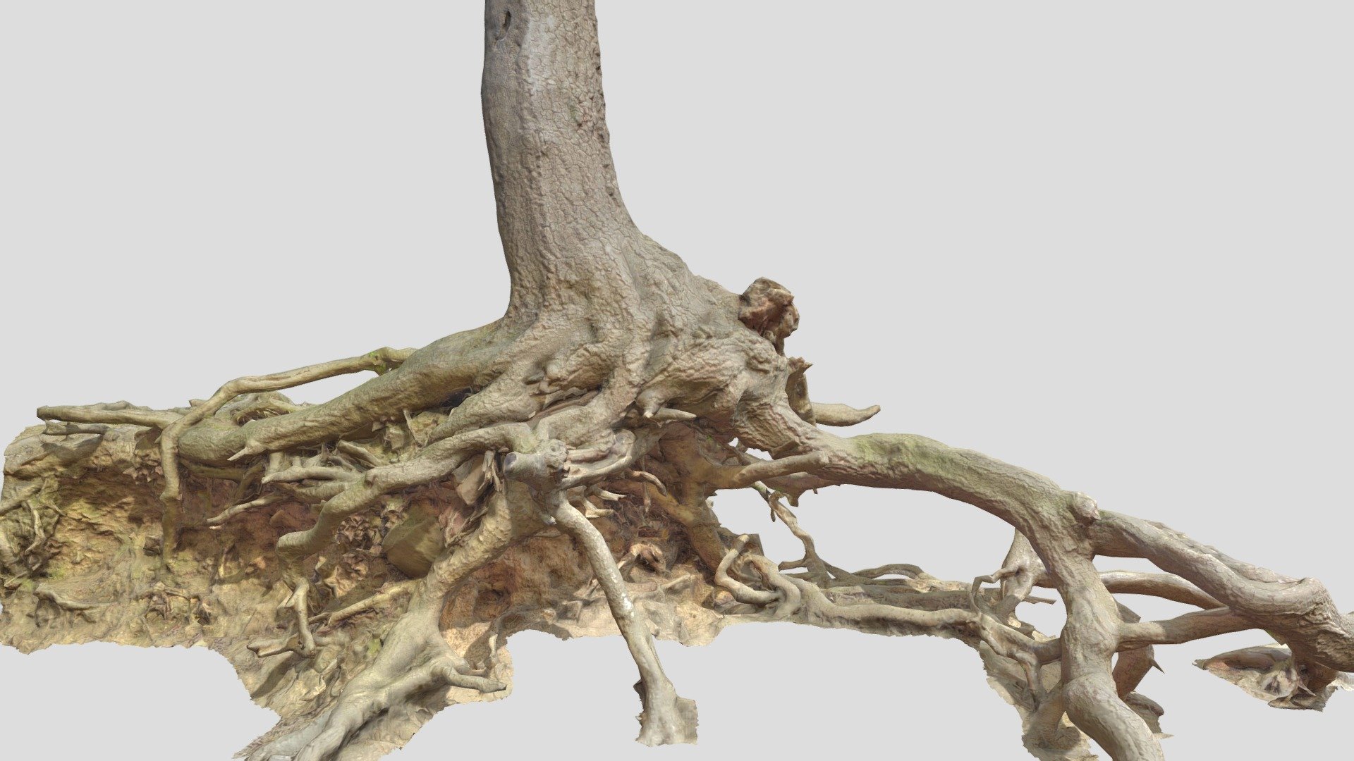 Oak Roots Big Scan 3d model