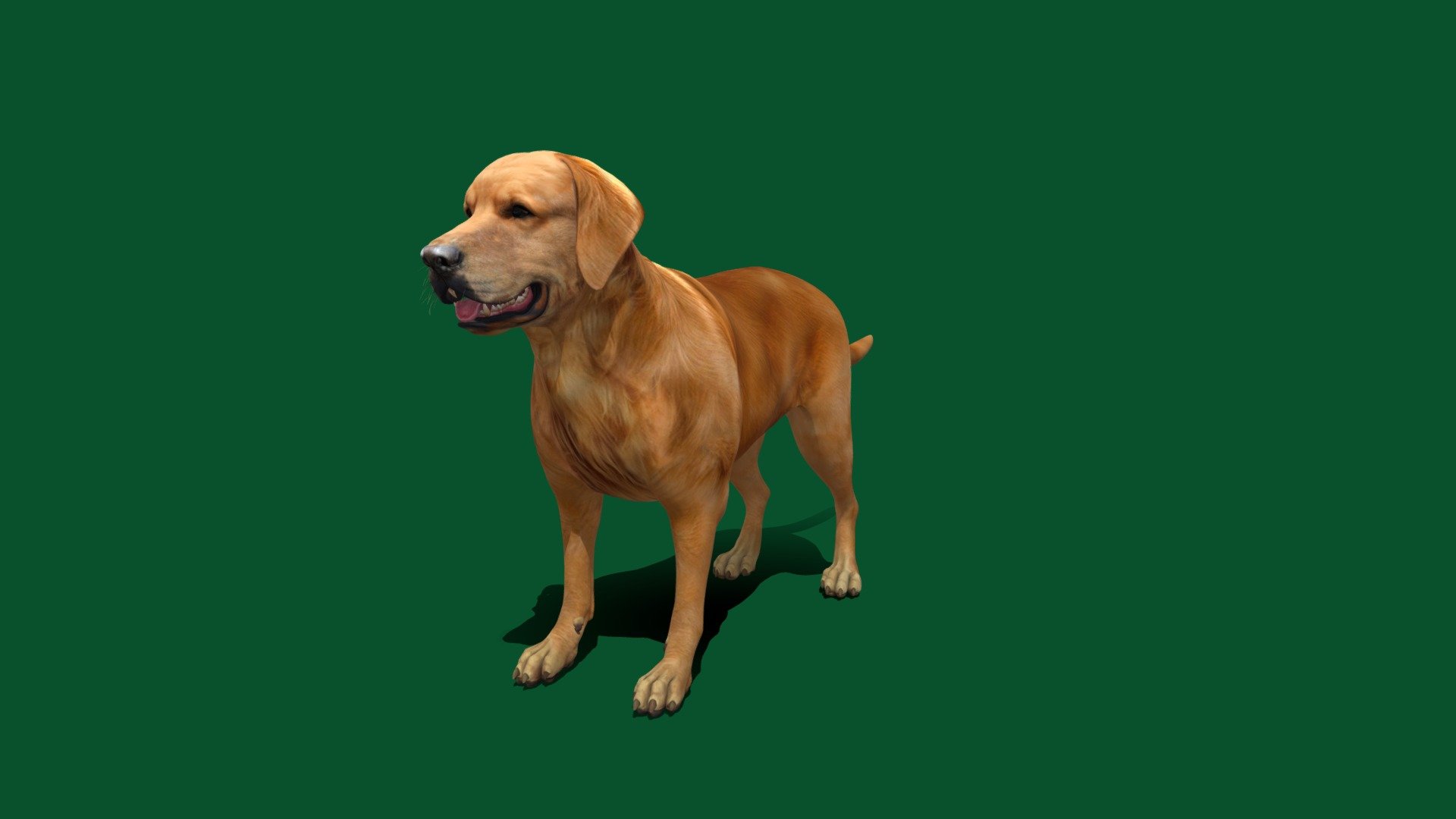 Golden_Retriever 3d model