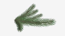 Fir tree branch 02