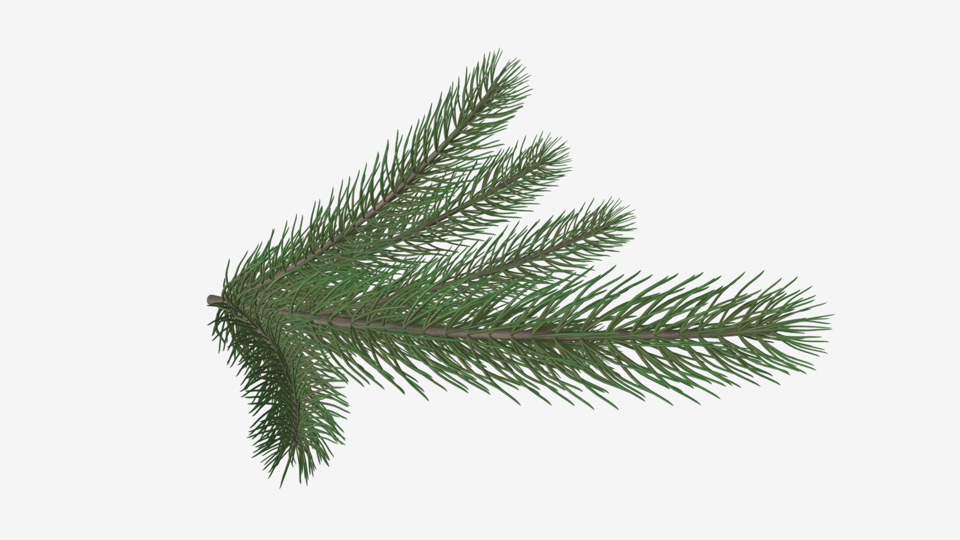 Fir tree branch 02 3d model