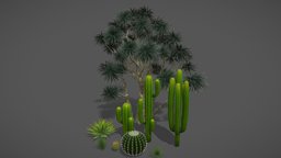 desert plant