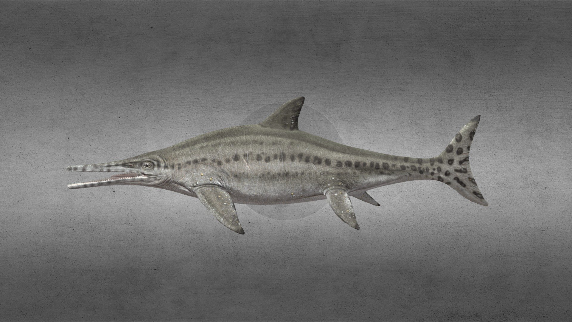 Platypterygius australis 3d model