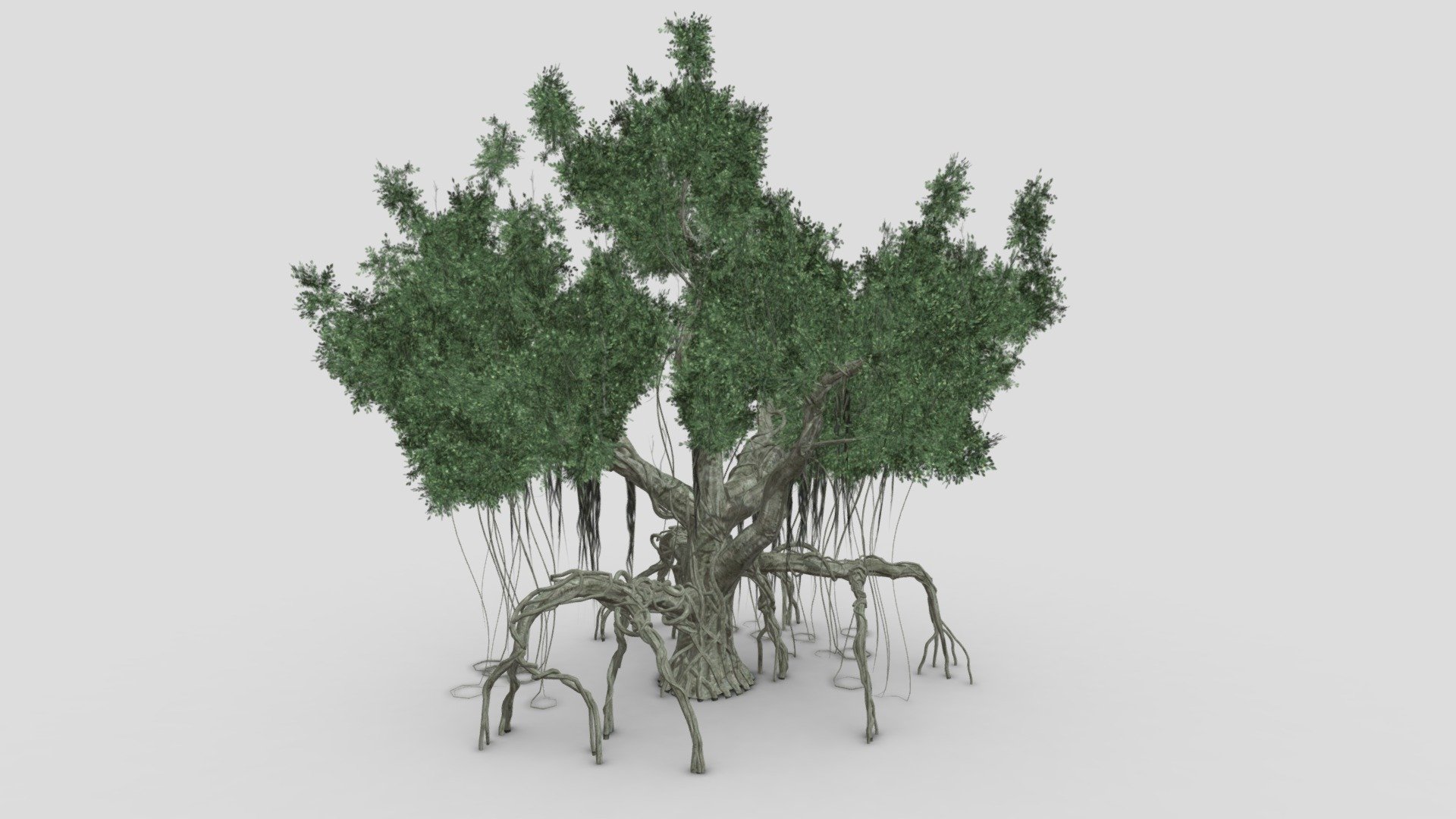 Chinese Banyan Tree-S4 3d model