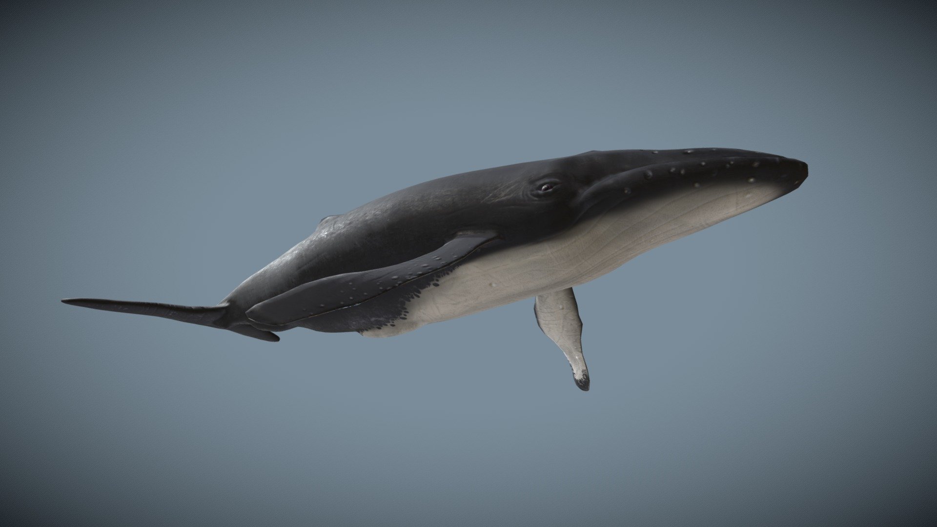 Whale low poly 3D model 3d model