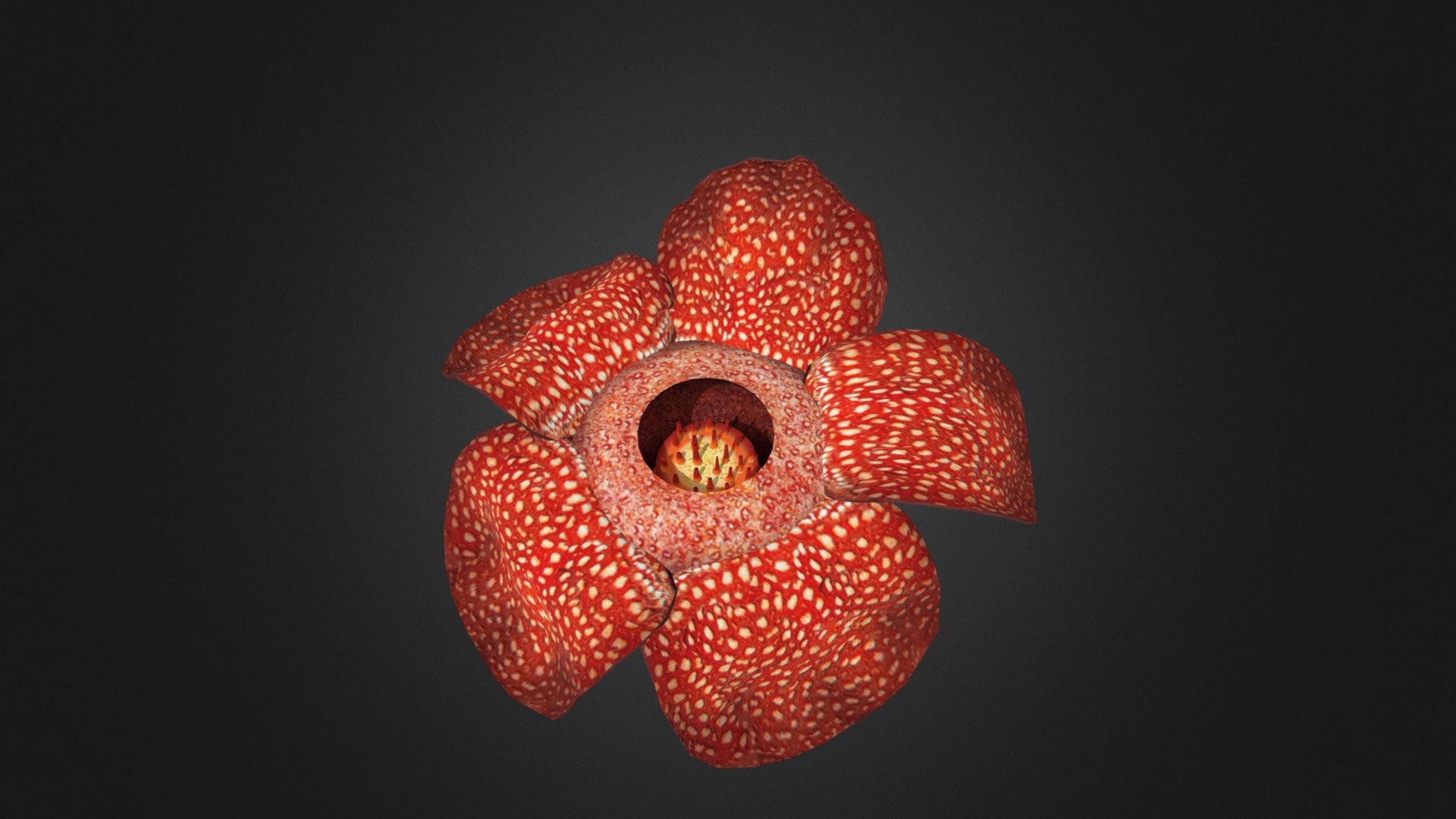 Rafflesia on a rotten log4 3d model