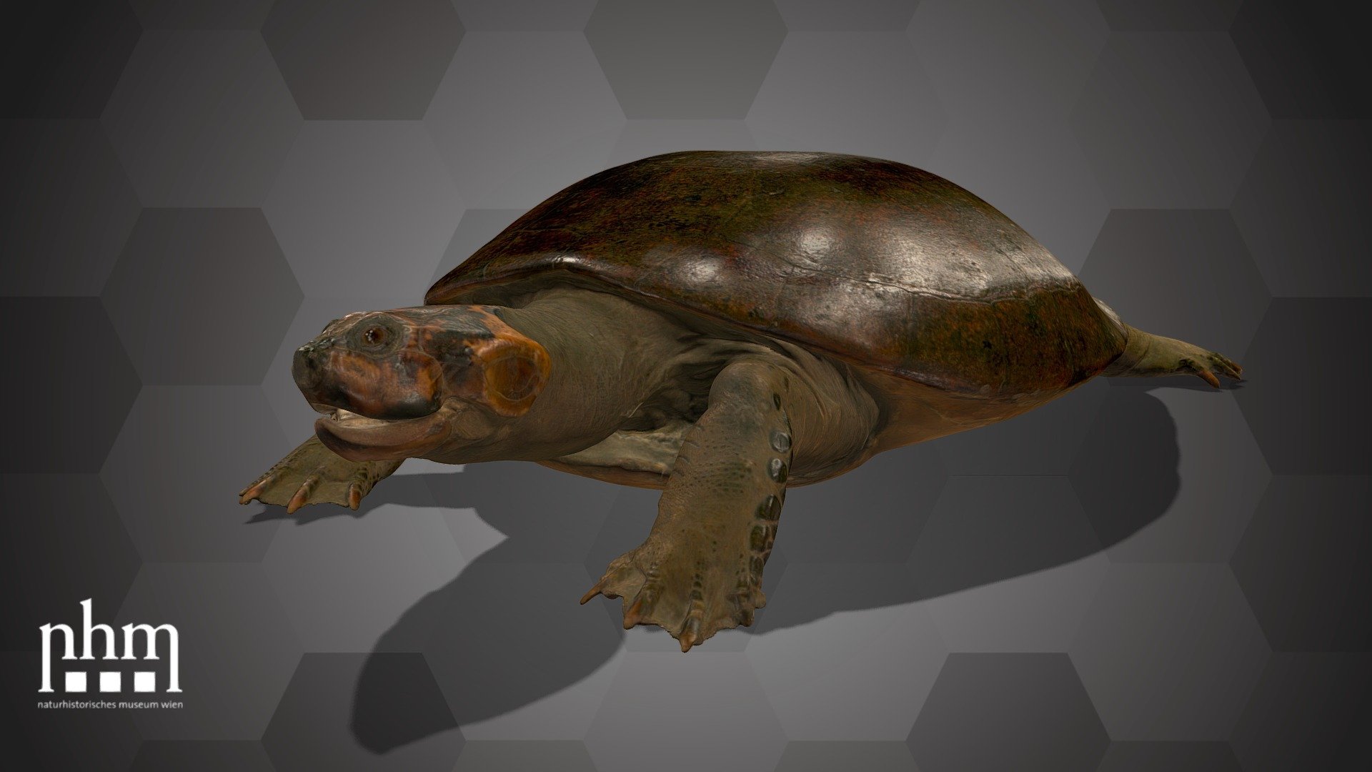 Arrau Turtle (NHMW-Zoo-HS 1315) 3d model