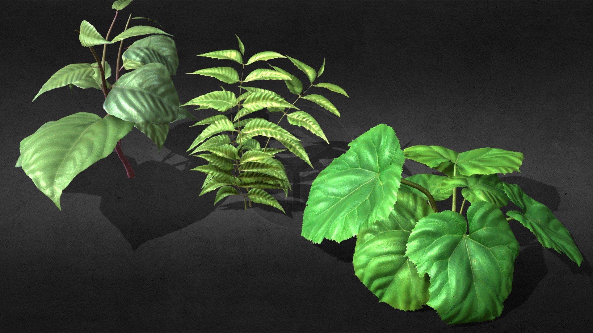 Wild plants 3d model