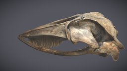 Minkie Whale Skull & Mandible