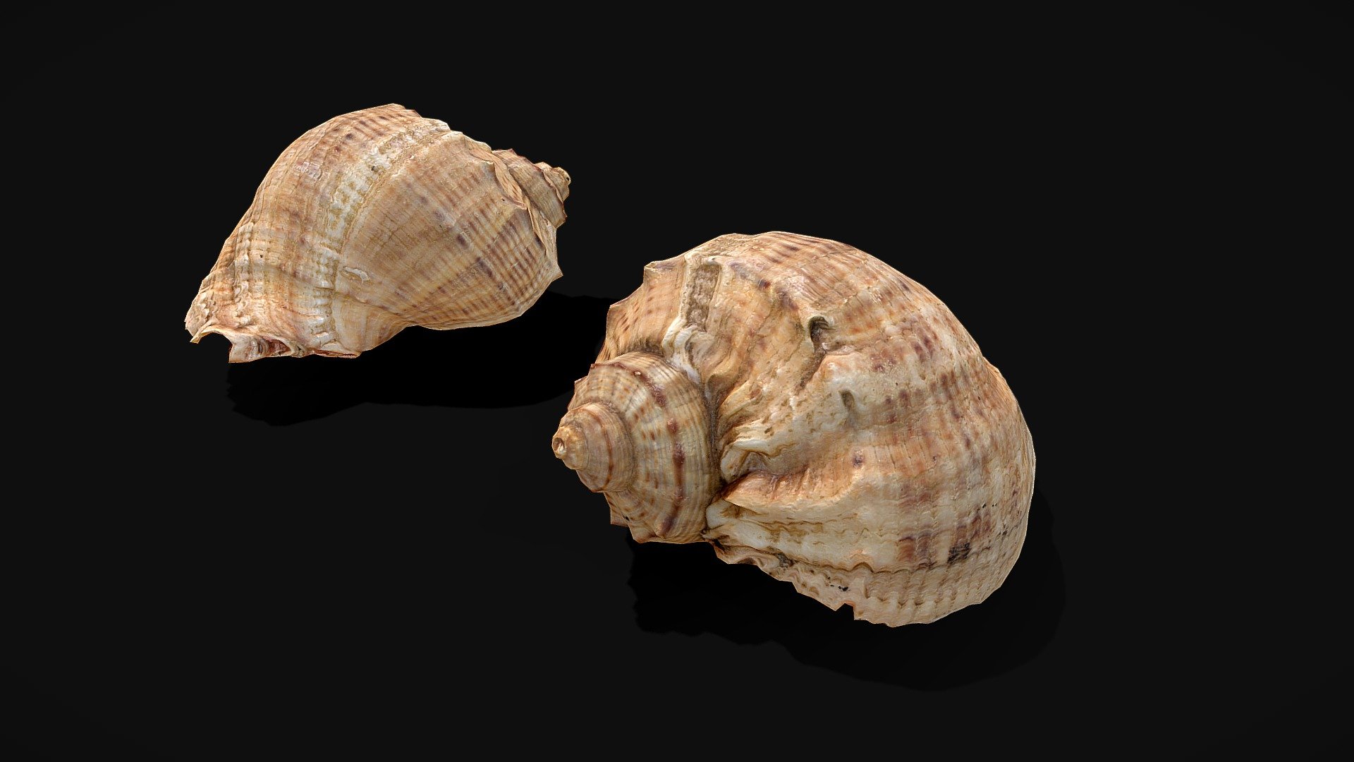 Seashell 3d model