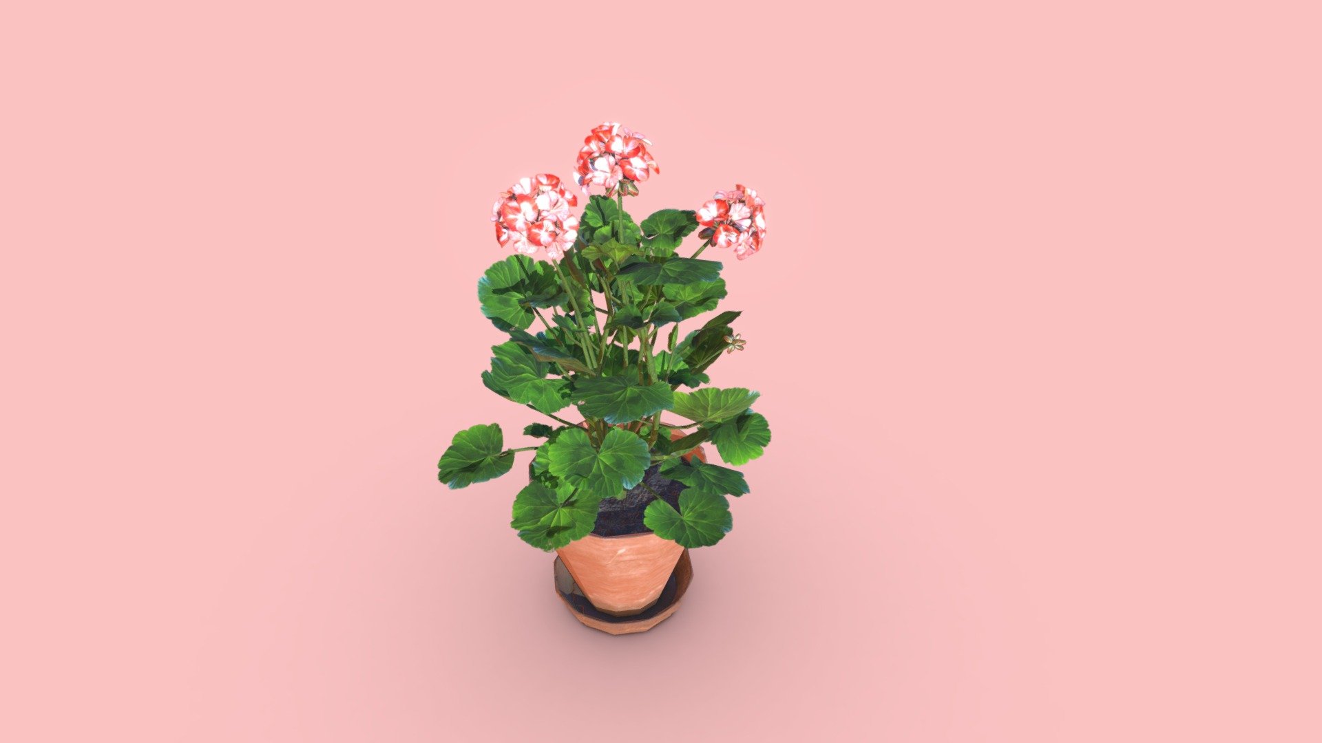 Geranium Flower | Game Asset 3d model