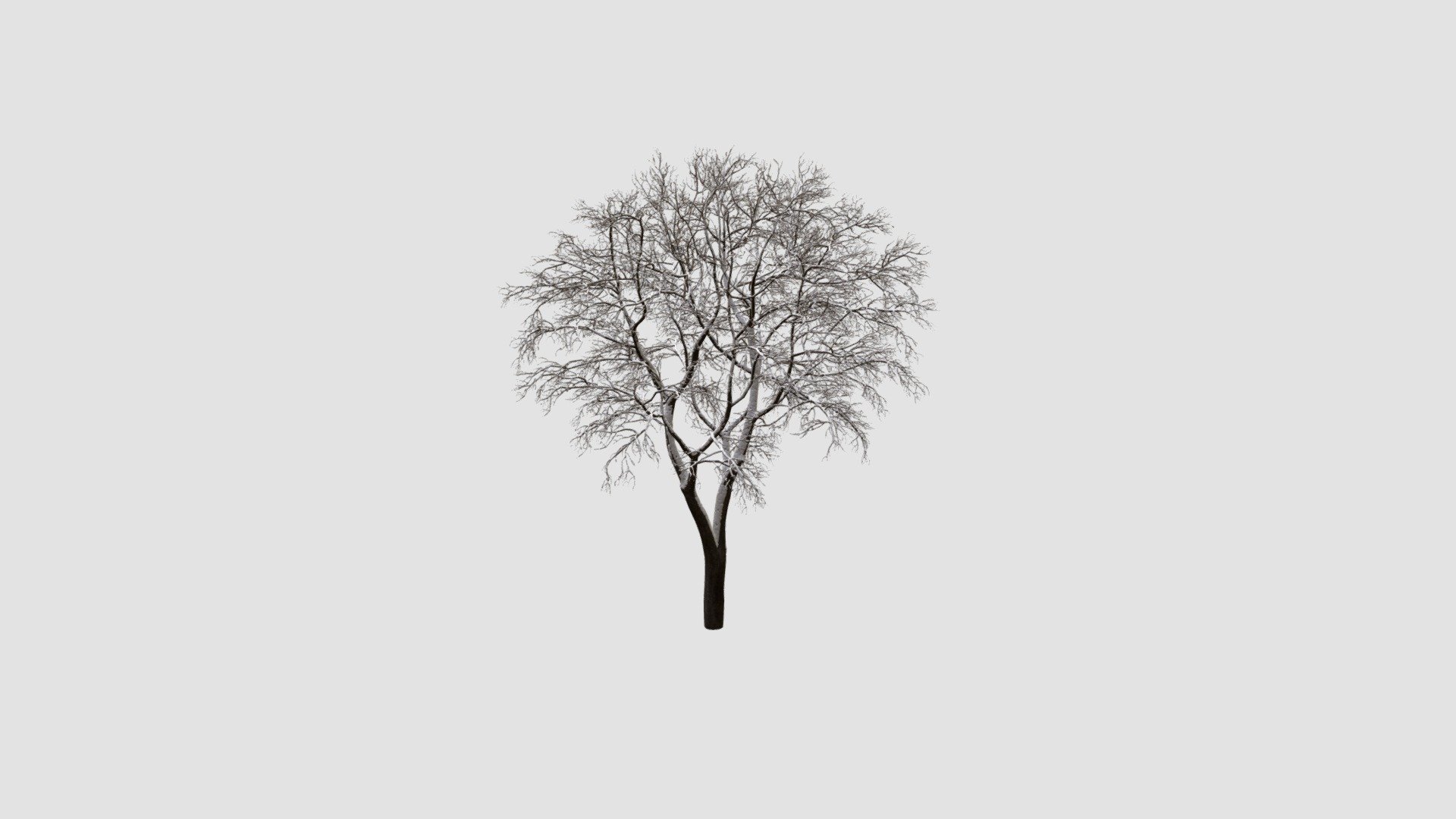 elm tree 3d model