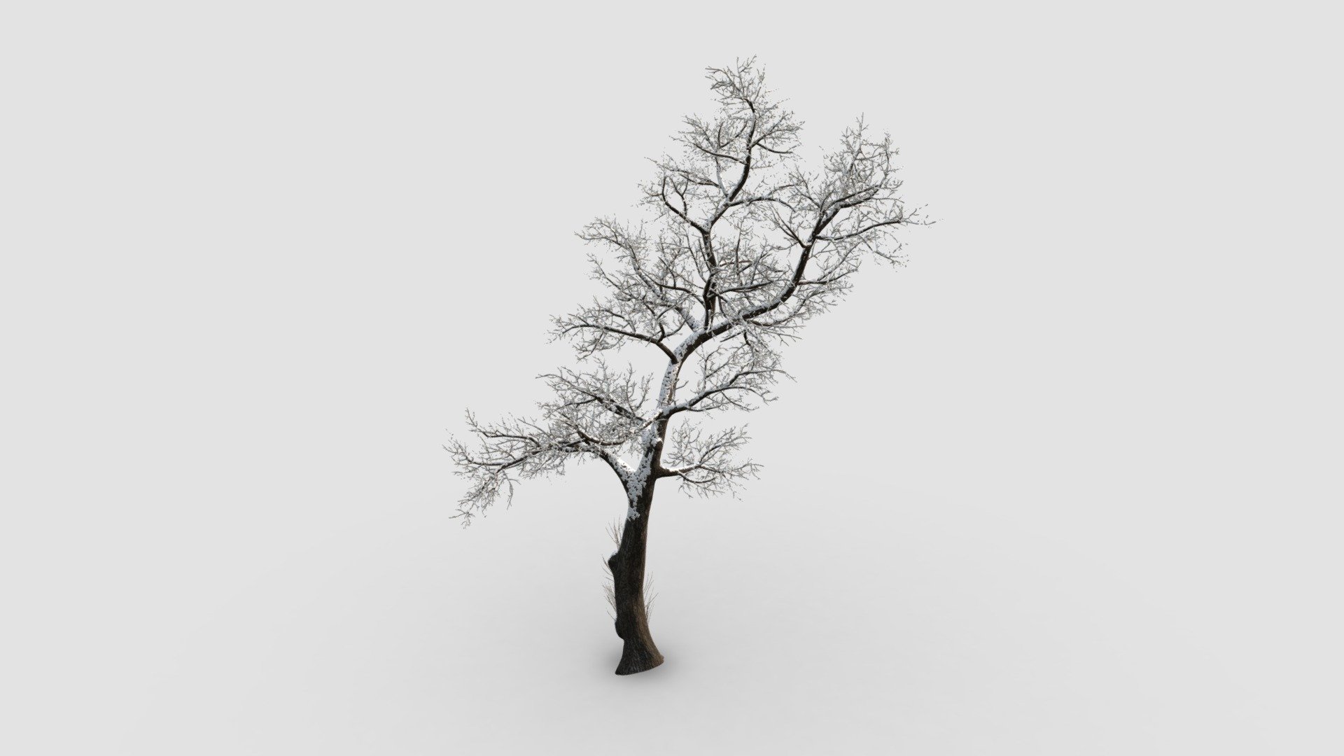 locust tree 3d model