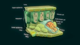 Leaf Anatomy Layers Structure