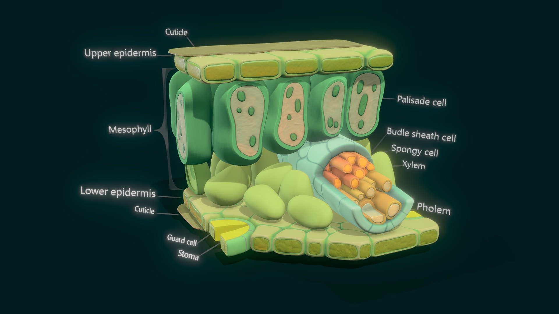 Leaf Anatomy Layers Structure 3d model