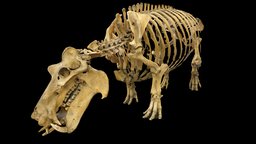 Hippopotamus Skeleton