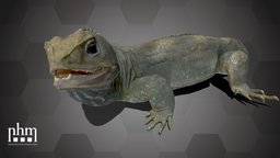 Tuatara (NHMW-Zoo1-HS 32311)