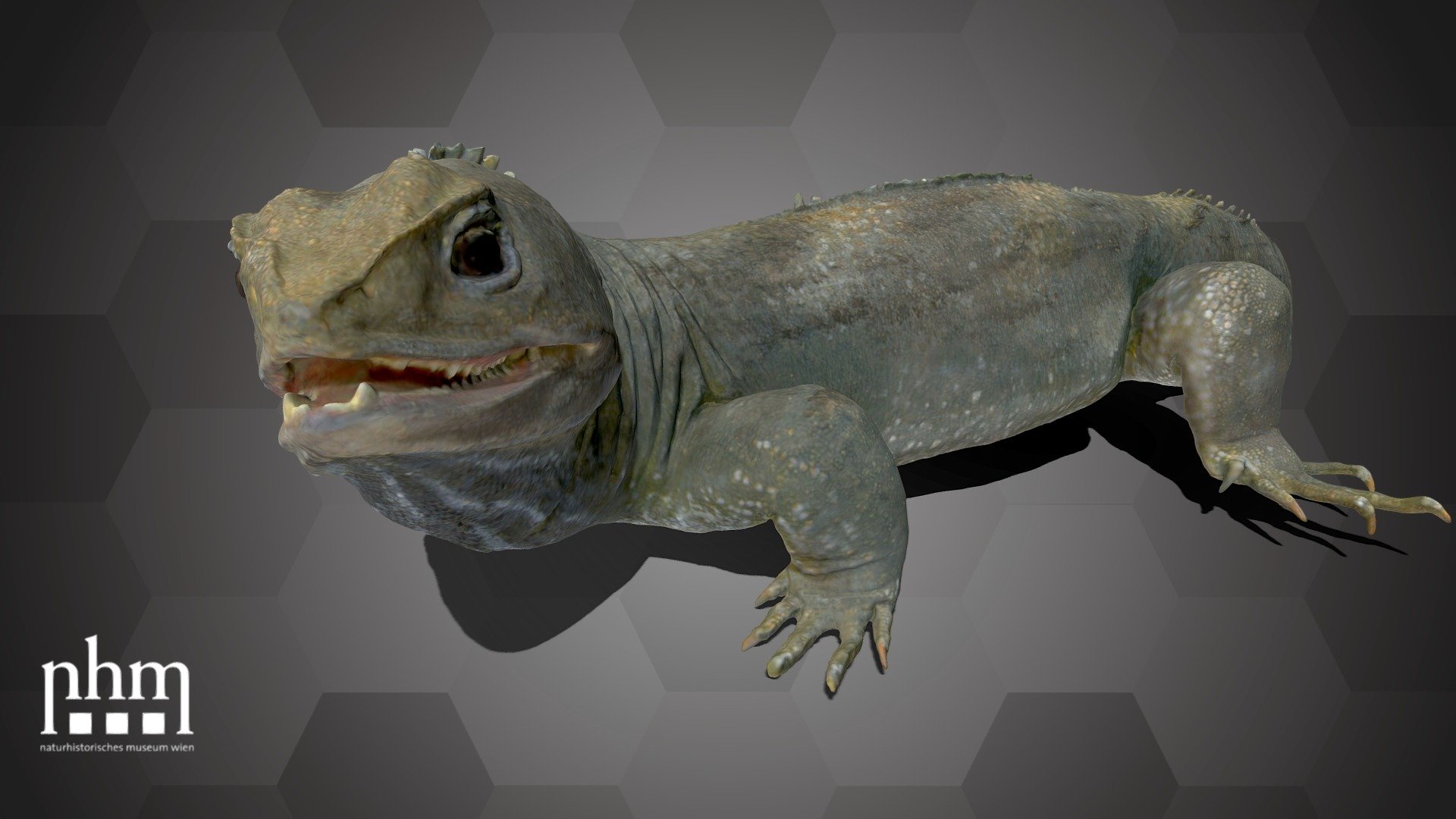 Tuatara (NHMW-Zoo1-HS 32311) 3d model