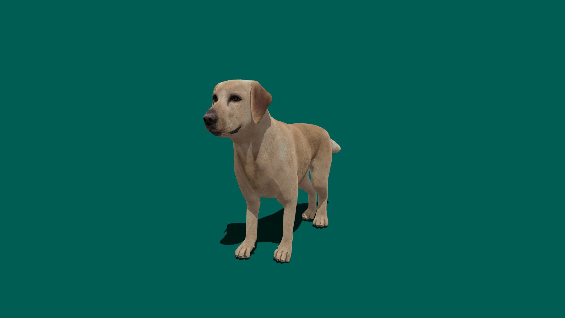 Labrador Retriever 3d model