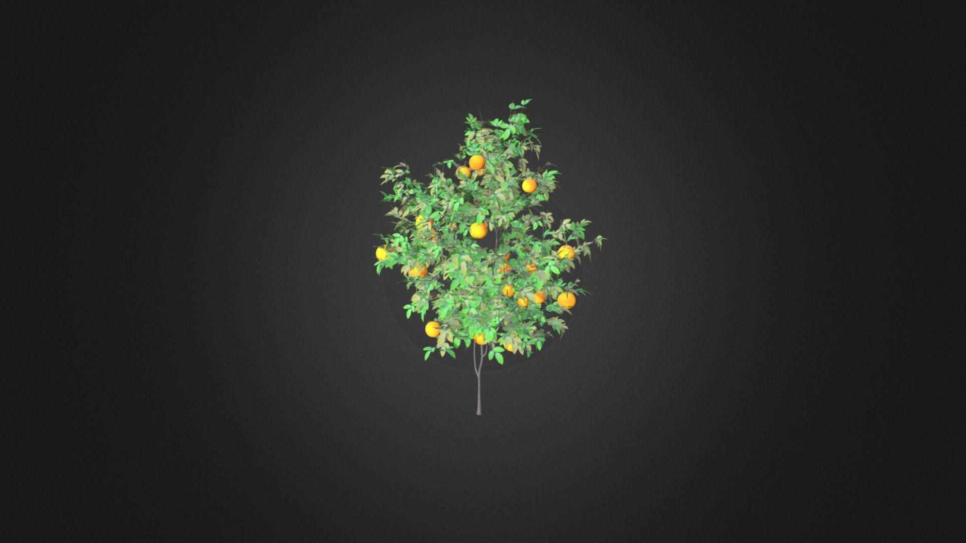 Orange Tree with Fruits 3D Model 2.1m 3d model