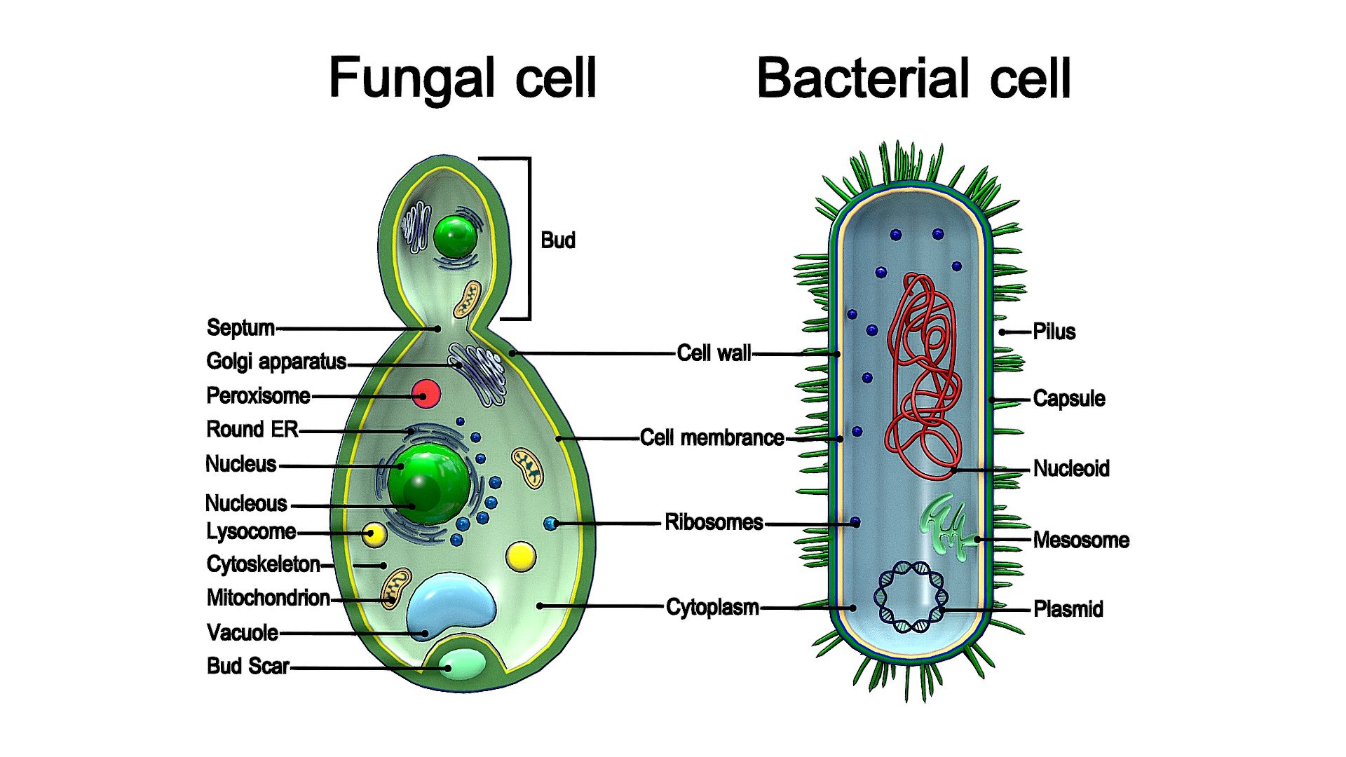 Bacteria and fungal yeast 3d model