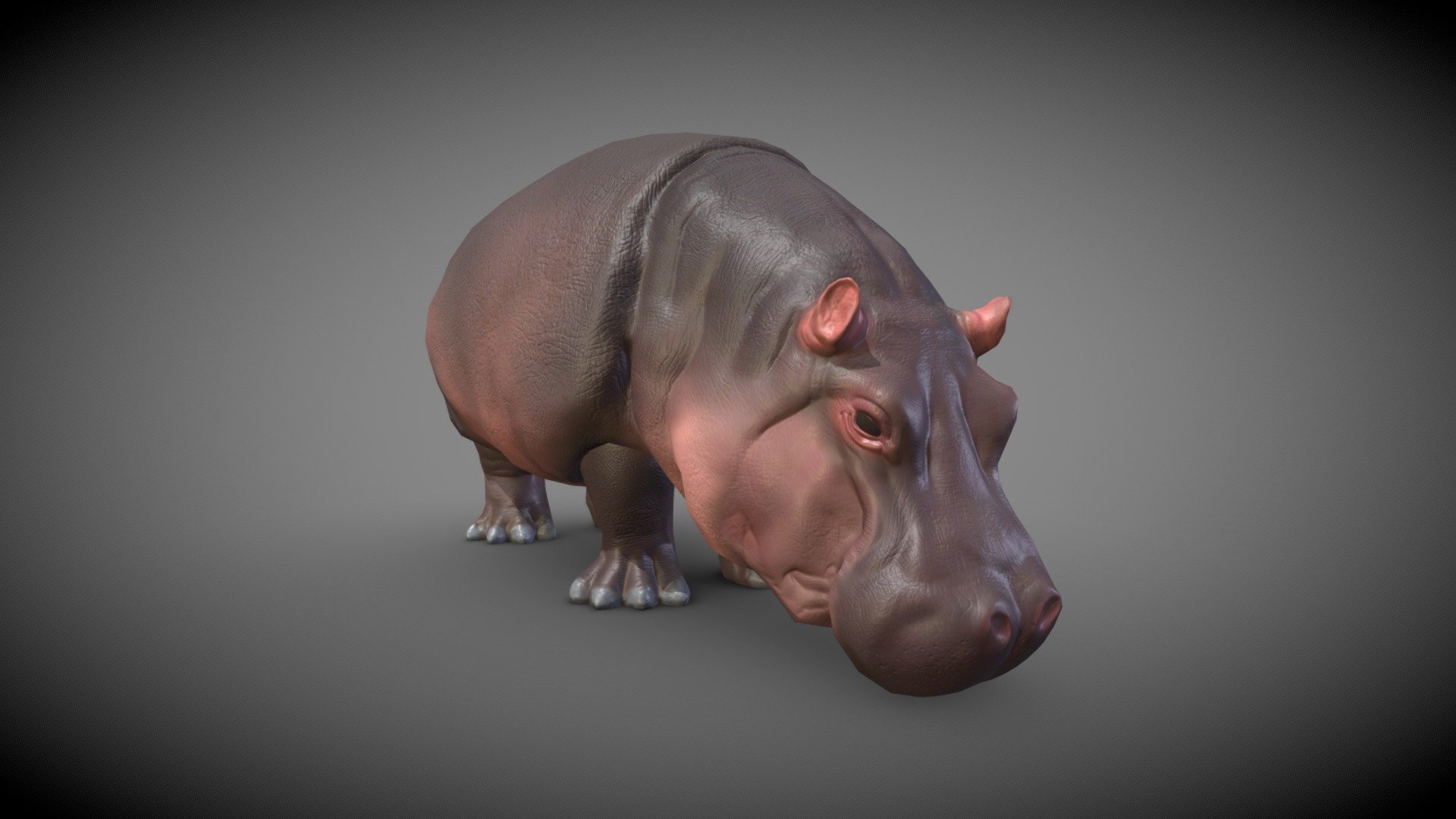 Hippo 3d model