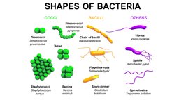 Shapes of bacteria