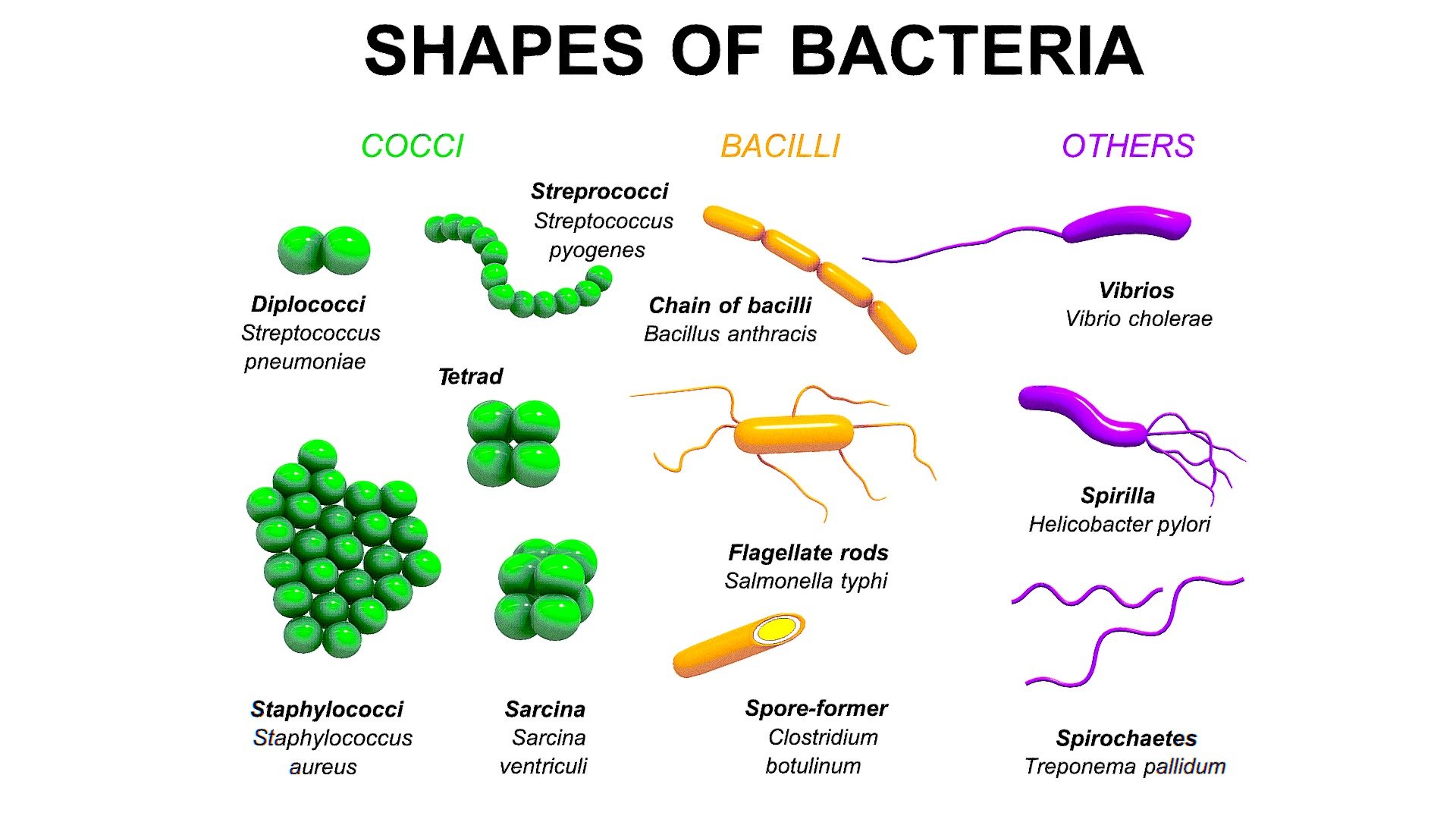 Shapes of bacteria 3d model