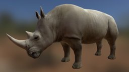 Rhino (old)