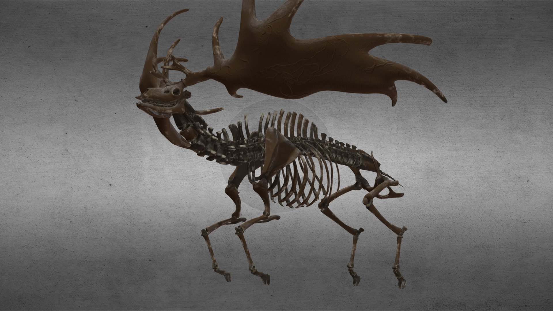 Irish deer fossil 3d model